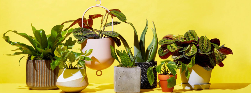 Plant Mart