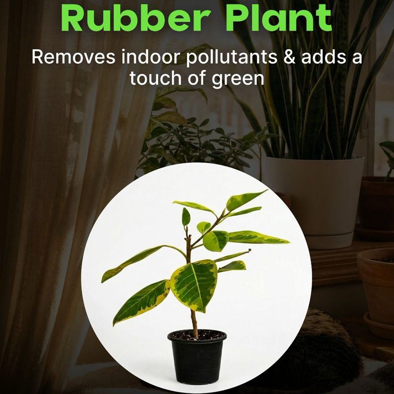 Plant Mart photo 2