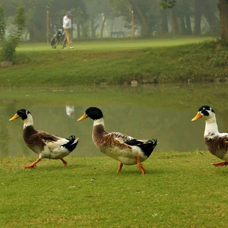 Lahore Gymkhana photo 3