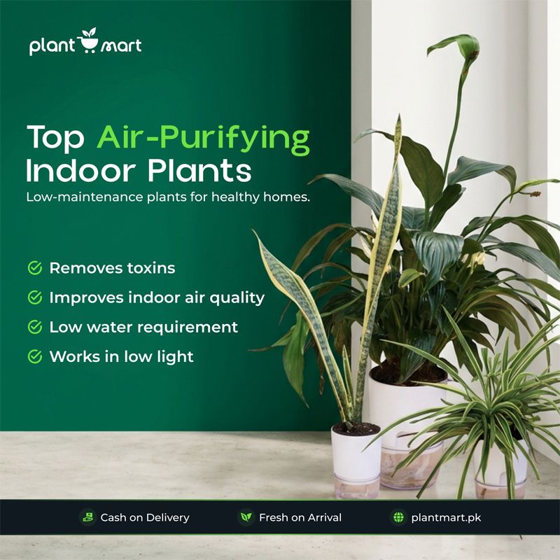 Plant Mart photo 3