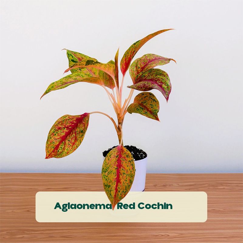 Plant Mart photo 4