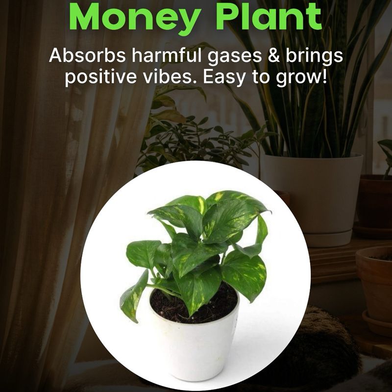 Plant Mart photo 5